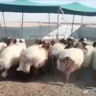 للبيع رخال نعيم جذعات فاااخره