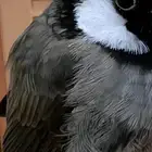 للبيع بلبول اليف جدا جدا