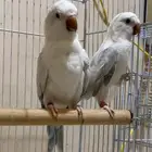 كويكر سنو وايت منتج (( تم البيع )) تم البيع