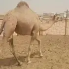 قعدان ابكار