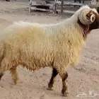 فحل نعيم فاخر جبار وسناد شرط القريع السن سديس