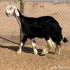 رخل نجديه خصم