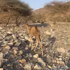 حاشي