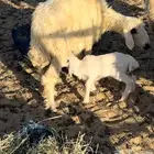 غنم شاه خلفه