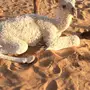 للبيع حوار أشقح