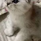 قط سكوتش فولد مكس شيرازي