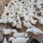 بط بكيني