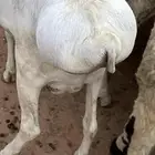 برابر جذعان مرابي 3 شهور وزود