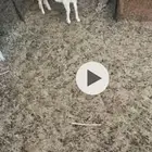 طلي حري سمين