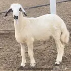 خروف حري للبيع