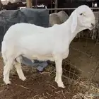 طلي حري خصم راس كارثه مستقبل فحل