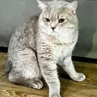 قط سكوتش فولد (للتبني)
