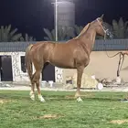 فرس شرط سليمه من العذاريب بوراقها