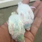 فروخ بادجي (طيور الحب) اثنين ب 70ريال