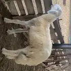 مشروع فحل حري