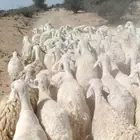 للبيع مراح واحد ضان حريات حرش مقنوي حلال سرحه نضيفه ودفيع