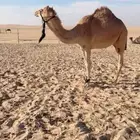 عجم حقه مغتر فل شحم