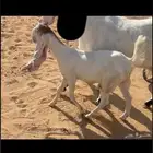 جفره كفو