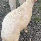 نعجه فل شحم