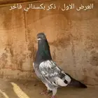 Two chickens and a rooster for sale