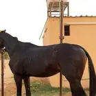 حصان انتاج بطل