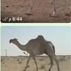 عشراء شقحاء ضروبه كفو