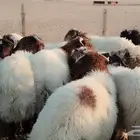 للبيع خرفان نعيم مراح واحد فاااخره