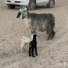 معزا مواليد طيبات