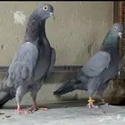 حمام باكستاني