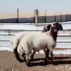 للبيع مشاريع فحول جذعان نوادررر معرفه