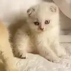 قطط