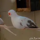 حمام يمام ماسي ملكي