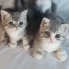 للبيع كتن صغيره