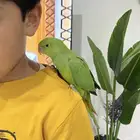 ببغاء دره أليف جدا مناسب للاطفال صحه و نظافه شرط باذن الله