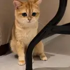British shorthair