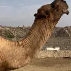 بعير حمر مشروطه وناقه لقحه