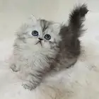 كيتن أنثى لعوبة سكوتش بيرشن