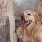 جولدن ريتريفر للبيع