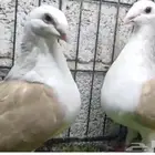 جوز زاجل مكتف