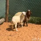 رخال هرافى نعيميه ونجديه
