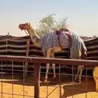 هجن