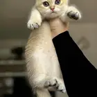 سكوتش ستريت Scottish straight