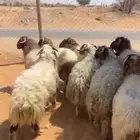 طليان نعيم للبيع - يتوفر خدمة التقسيط -