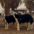رخال نجد صنف