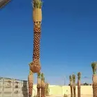 نقوم بتوريدوزرعه جميع انواع النخيل وجميع الاشجار