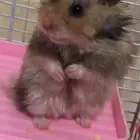 هامستر سوري