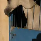 حصان شعبي حار كفو