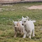 جوز ماعز قزم ( تم البيع )