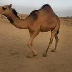 بكره ساحليه فاخره