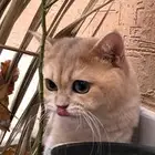 ذكر بيور للبيع